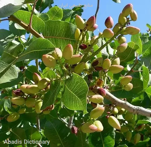 منابع طبیعی ایران